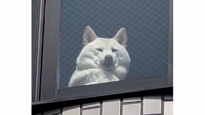 貫禄ある表情が「怖っ」…出かける飼い主を3階から見つめる柴犬が話題！いつもの光景なのか聞いた