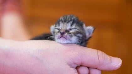 「小さな命を助けたい」もう一つの命・・・コロナ禍に漂うペットを守る人たちの苦悩