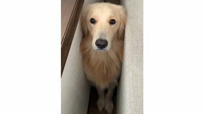 「それってあなたの作戦ですよね？」イタズラ後に見せるゴールデンレトリバーの顔がかわいい…いつもの仕草なのか飼い主に聞いた