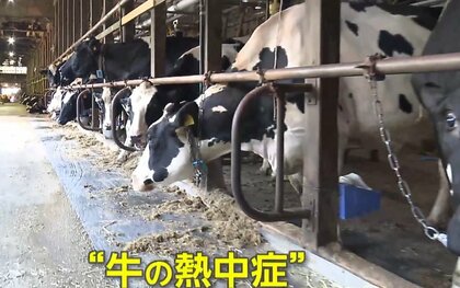 “危険な暑さ”で牛も「熱中症」！？搾乳量は“20％減”…各地で大気も不安定に　ゲリラ雷雨で上半身裸で避難する人も