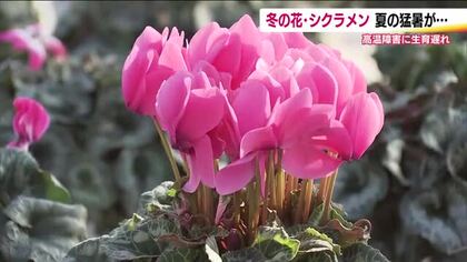 冬の花・シクラメンに異変も　夏の猛暑で生育に遅れ　園芸店は販売時期を遅らせ対応　福島・会津若松市