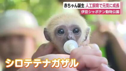 シロテテナガザルとビントロングの赤ちゃん誕生　人工哺育でスクスク元気に成長　伊豆シャボテン動物公園