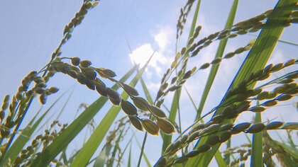 富山のコシヒカリ　高温続く中、例年より早い刈り取りへ 60キロ2万6000円の高値予想で新米価格上昇か