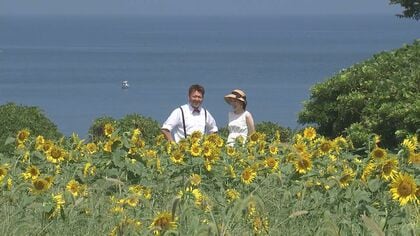 台風で倒れるも…「その生命力の強さに感動」例年より1週間ほど遅れ咲き始めたヒマワリ広がる大分の絶景