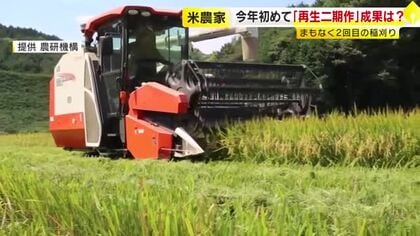 1度の田植えで2度収穫「再生二期作」　まもなく2回目の稲刈り「初めてにしてはいい」と手ごたえ　手間を省いてコメ増産　福岡