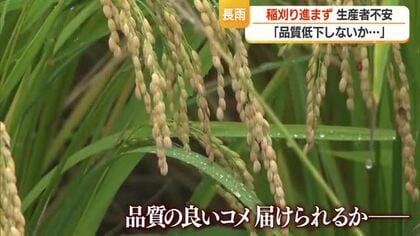 収獲適期なのに…雨続きで稲刈りできず・収穫遅れによる品質低下を懸念　中村気象予報士の稲刈り予報　山形