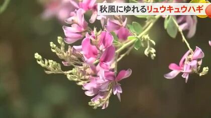 リュウキュウハギの花が見頃　今帰仁村呉我山