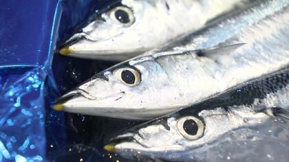 【庶民の味方】サンマ1匹が驚きの21万6000円に！初セリで1kg111万2000円の過去最高値を記録 2年連続落札の札幌スーパー店頭に並ぶ衝撃の秋の味覚〈北海道札幌市〉