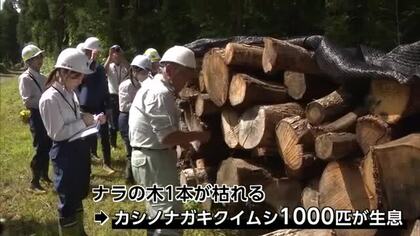 大仙市や仙北市で拡大の「ナラ枯れ」被害軽減へ　害虫おびき寄せる“おとり丸太”設置現場を公開　秋田