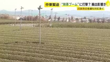 世界的な抹茶ブームにも打撃か　緊迫する中東情勢で輸出に悪影響も　八女茶の老舗「いつ終わるか見通せない」福岡