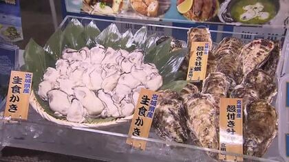 宮城産カキ初入荷 １カ月遅れも“身入り良い”　「甘味が広がる」仙台市場で競りと試食会