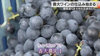 まろやかな味わいに…香川大学が開発のワイン用のブドウ「香大農Ｒ－１」仕込み作業開始【香川・さぬき市】
