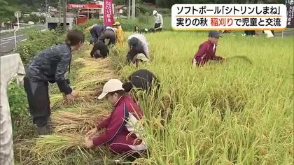 稲刈りも“全力投球”！社会人ソフトボールチームが農作業で児童と交流　雲南市ブランド米をPR（島根）