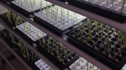 電子部品の製造業が「ニンニク栽培」に挑戦…コロナ禍で工場の一角で始めた“二刀流”を聞いた