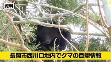【クマ目撃情報】新潟・長岡市でクマ2頭を目撃　民家50メートル付近、警察が警戒活動