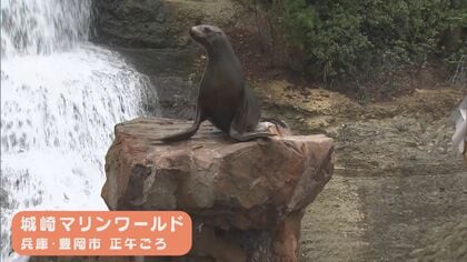 オカンになって職場に復帰「日本一言葉がわかる」“天才トド”のハマちゃん　赤ちゃんも母譲りの才能あり？