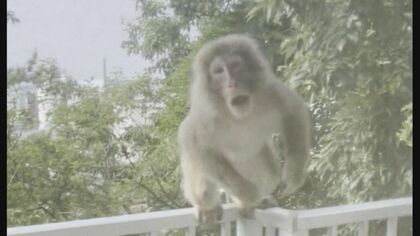 「窓をバンバン」「網戸を開け閉め」ベランダから住民威嚇するサル…専門家「じっと見つめるのは“危険”」【宮城発】