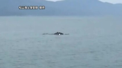伊予市沖でクジラ　体長約１０メートルか　宇和海でも相次いで目撃「興味本位で近づかないで」【愛媛】