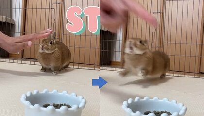 「うさ様の着ぐるみを被ったわんちゃん？」しっかり“待て”ができるうさぎが賢い…芸達者ぶりを飼い主に聞いた