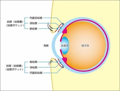 まつ毛が目に入って取れない 眼科に行った結果