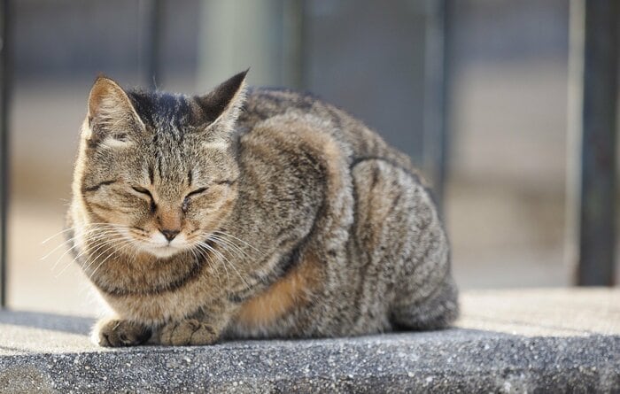 スフィンクス座りは警戒度80％（画像はイメージ）