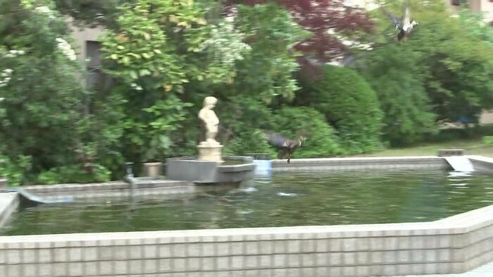 子どもたちを守るため親ガモが奮闘