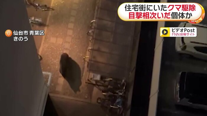 駐車場をゆっくり歩くクマ