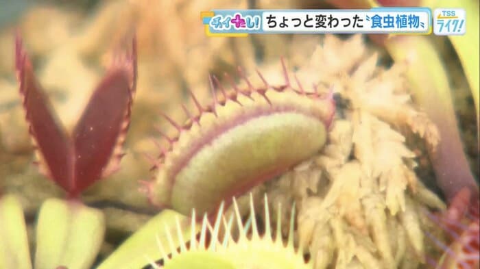 二枚貝のような葉をもつハエトリソウ