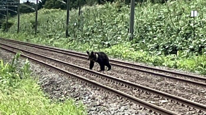 砂川市で相次ぐクマの出没(撮影:視聴者)