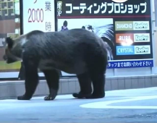 ガソリンスタンドに現れたクマ(札幌市南区 2019年)