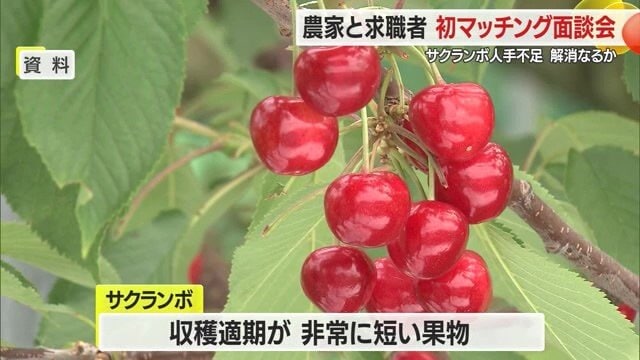 収穫・選別・箱詰めに人手が足りず「おいしい状態」で出荷できないため廃棄されるサクランボも