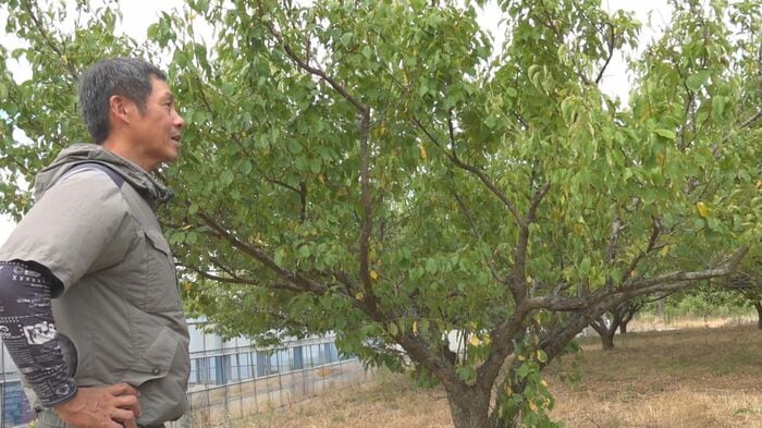 「福井梅」の産地、若狭町の農家も危機感