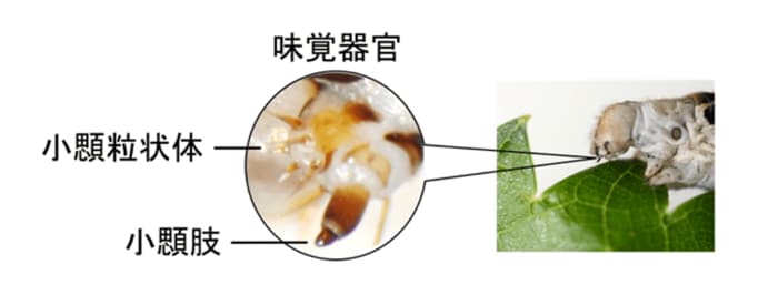 カイコの味覚器官