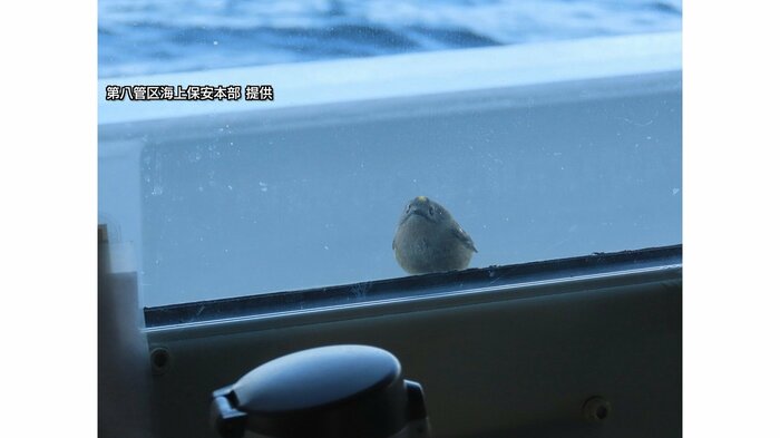 頭のてっぺんの鮮やかな黄色が特徴