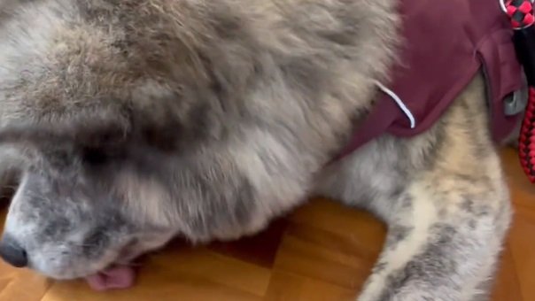 聞こえないふり?で床をペロペロしている純ちゃん
