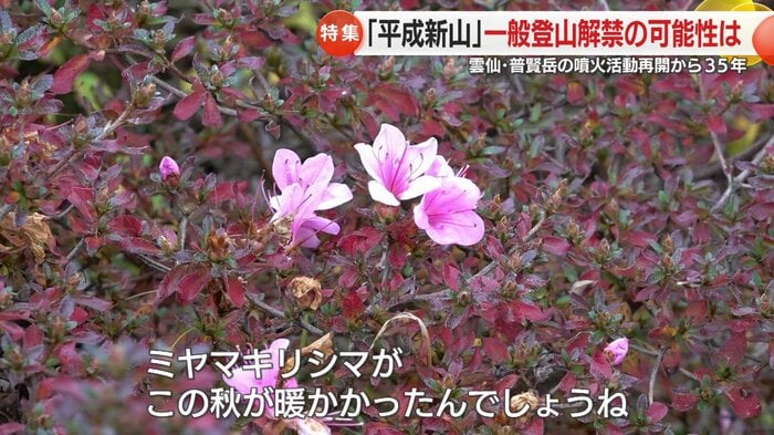 ミヤマキリシマを発見