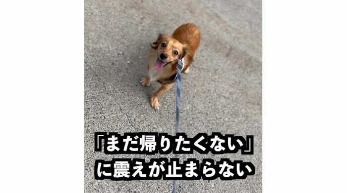 3回目の散歩 「まだ帰りたくない」とリードを引っ張っても帰宅拒否(提供:@kotarohesoten)