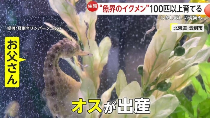 実は出産するのはオスのタツノオトシゴ