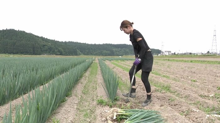 収穫は機械を使わず手作業で行われている