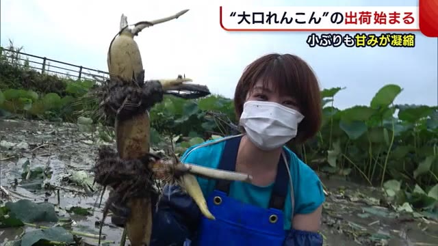 凝縮された甘みに…シャキシャキの食感! 長岡市の特産“大口れんこん”出荷始まる【新潟】