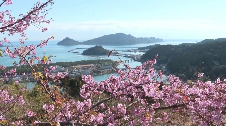 海と桜のコントラストが絶景　早咲きの「カワヅザクラ」開花…城跡に春の訪れ【宮崎発】