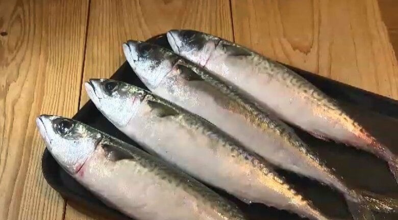 サバショック…“大衆魚”が“高級魚”に　ノルウェー産の仕入れ値が2倍に　国産も値上がりで「最悪な状態」　福岡の飲食店からも悲鳴｜FNNプライムオンライン