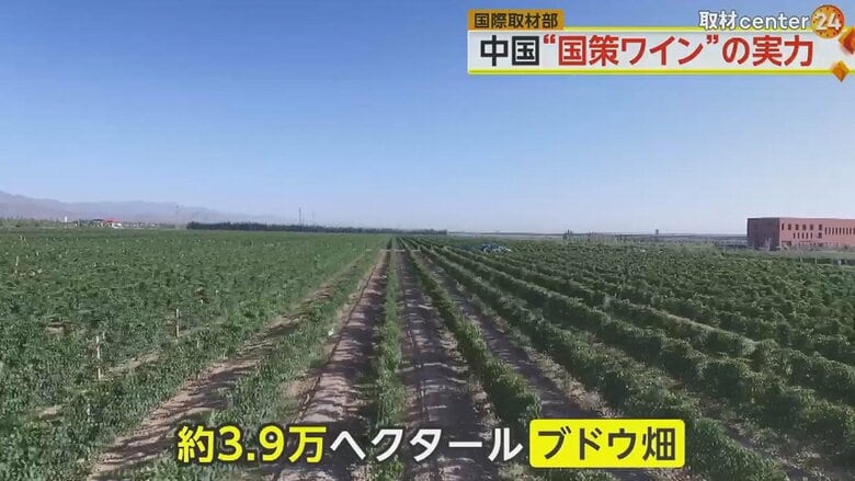中国「国策ワイン」が世界進出へ　習近平氏が自ら旗振り…そのお味は？　広大なブドウ畑と圧倒的な成長力｜FNNプライムオンライン