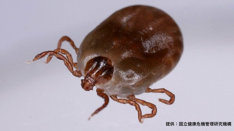 マダニ感染症が過去最多　ペットの猫の感染も…県「室内飼いや駆除剤の投与を」【高知】｜FNNプライムオンライン