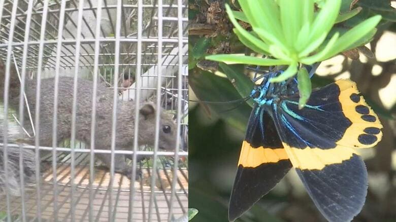 木を枯らす外来種の「キオビエダシャク」大分市で目撃相次ぐ 別府市では特定外来生物「クリハラリス」の根絶目指す 大分発|FNNプライムオンライン