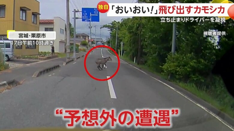 【独自】「おーいおいおいおい！！」飛び出した“カモシカ”がドライバーを凝視「安全運転でお願いしますよ」と言いたかった？　宮城・栗原市｜FNNプライムオンライン