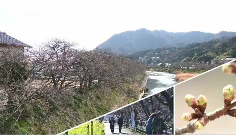 宿泊日の変更で元々の予約分の穴を埋められず…河津桜まつりの期間延長決定も開花の遅れが関係者を翻弄　大阪からの出店者も滞在費の増加に頭悩ませ｜FNNプライムオンライン