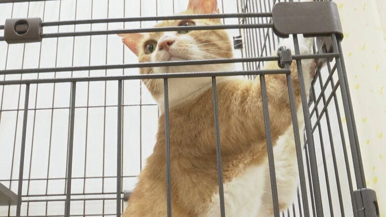 “多頭飼育崩壊”…保健所がネコ39匹保護　センターの業務ひっ迫…「救って」と譲渡会への参加呼びかけ　約160人が参加、多数の希望が｜FNNプライムオンライン