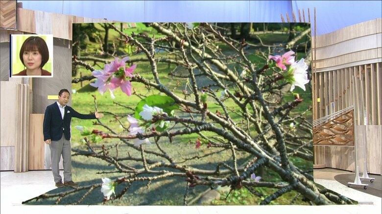 秋なのに「桜が咲いた！」ソメイヨシノが春と間違え開花…いったい何を間違えた？｜FNNプライムオンライン