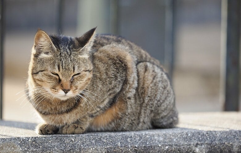 スフィンクス座りは警戒度80％（画像はイメージ）